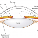 Sphincter-Muscle-1