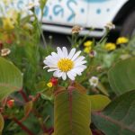 IMG_20180130_121230175