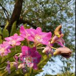 Screenshot_20190322_172427_com.huawei.camera