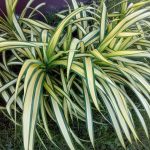 IMG_20190716_114353_7