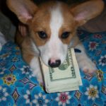 20e555e40346c83f4c0f194ff399aeab