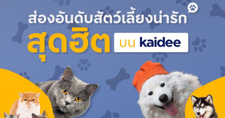 Kaidee เผยนักช้อปไทยซื้อสัตว์เลี้ยงผ่านตลาดออนไลน์มากขึ้น  ขานรับเทรนด์ Pet Humanization ในวันที่มนุษย์โดนตกกลายเป็นทาสสัตว์เลี้ยง